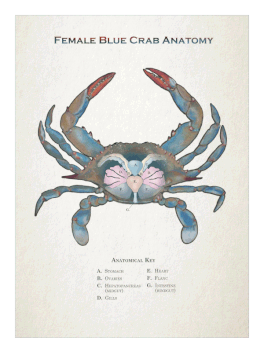 Female Blue Crab Anatomy