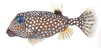 Female Spotted Boxfish
