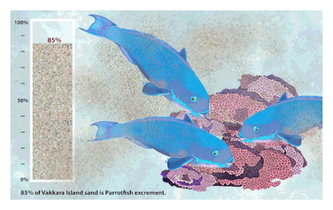 Parrot Fish Contribution to Vakkara Island