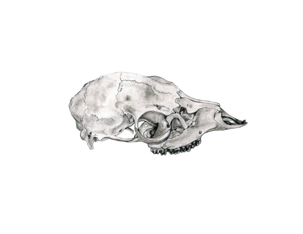 White Tailed Deer Skull